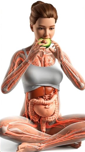 3D Animation of Avocado Digestion | How Your Body Absorbs Healthy Fats 🥑