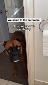 29K views · 541 reactions | Thank_you_for_holding_your_pooping_is_important_to_us_hercules_the #boxer #dog #viralsreel #fbreels #foryou | Boxer Fan's | Facebook