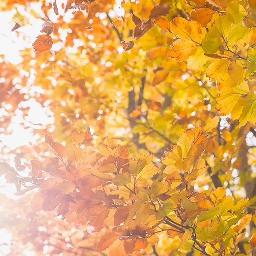 Autumn vibes and good times! 🍂🎉 Let Kb Fitness Solutions bring the fun to your organization—book your event today! #eathealthy #foodblogger #foodlover #glutenfree #healthybreakfast #healthyeating #healthyeatinghabits #healthyeatinginspiration #healthyeatingplan #healthyeatingtips #healthyhabits #healthylunch #healthymeals #healthyrecipe #healthyrecipes #healthysnacks #homecooking #keto #lowcarb #mealprep #personaltrainer #plantbased #protein #slimmingworld #veganfood #vegetarian #weightlossjou