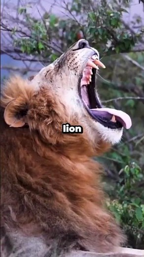 LION vs GORILLA – Who Would Win in a Fight? 💥