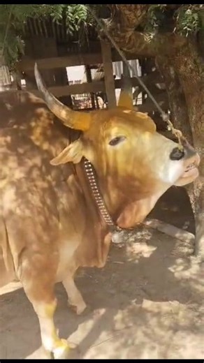 3.5K views · 137 reactions | Nrhia khub nrau tsim kev lom zem koom tsiab peb caug zos Moos oo xyoo no nawb | Trueyang Vangkou | Facebook