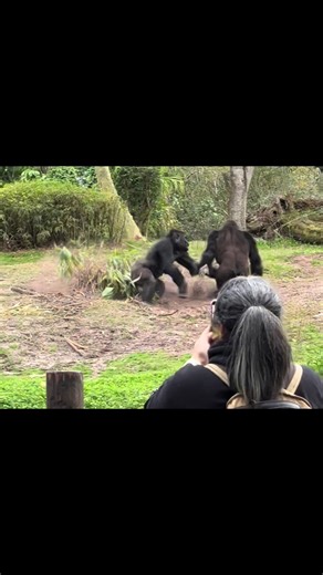 Explore the Gorillas at Animal Kingdom in Disney