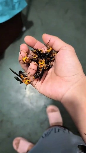 The Asian giant hornet is the largest species of hornet in the world, and it is considered a true nightmare in the insect kingdom. This creature inspires terror not only because of its enormous size but also because of its destructive power and its ability to completely overwhelm entire honey bee colonies. | Pawtopia