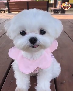 Pink flower on lovely puppy 💋 | Cute Pets
