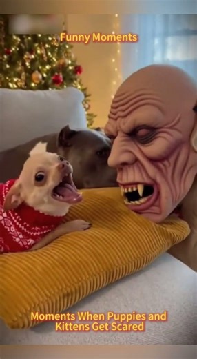 Chihuahua in a scary mask pranks the dog & cat #foryou#funny