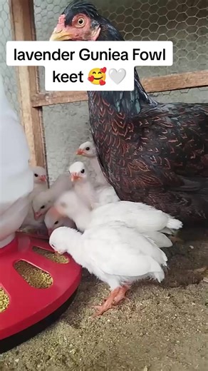 Caring for Lavender Guinea Fowl Keets: Tips for Farmers