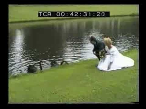 Swan attacks bride