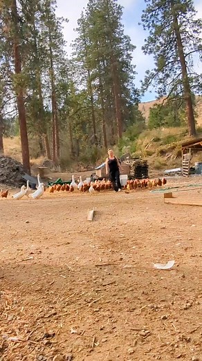 Simple life, working on a farm (My Farm) #viralreels #reelsvideo #reelsfb #fypシ゚viral #foryoupage #ducks #reels #chickens #farmlife #farmers #lifeatfarm | My Farm