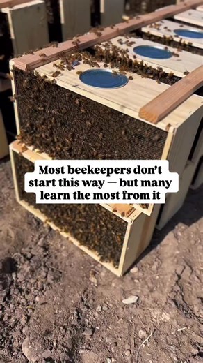 If you’re brand new to beekeeping, you might be wondering what a bee package actually is — and why so many beekeepers still choose this route. A bee package is a group of worker bees, usually around three pounds, paired with a separately caged, mated queen. When you install a package, you’re starting from the very beginning. The bees draw out their own comb, the queen begins laying, and you get to watch an entire colony form step by step. This is one of the most hands-on ways to learn beekeeping