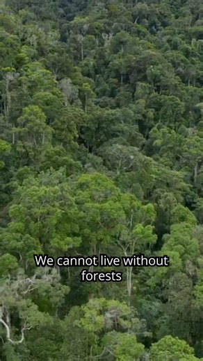 14K views · 216 reactions | Protecting rainforests isn’t only about protecting species - it’s about protecting people, livelihoods, and all the things we love…like #coffee! Here’s how coffee producers like Floriane in Madagascar benefit from the sustainable management of forests by a community-based organization (CBO), in turn allowing you to continue enjoying your beloved morning brews! ☕ | WWF | Facebook
