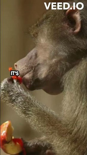 The Mind Blowing Hundredth Monkey Phenomenon Explained!