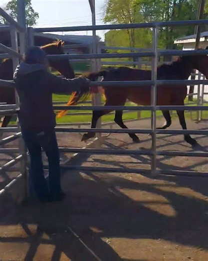 1.2K views · 53 reactions | Feral ponies galore! It's almost that time. The Appalachian Trainer Face Off is back again. Trainers arrive tomorrow, and the selection aka "pick up" is Tuesday! | Heart of Phoenix Equine Rescue, INC | Facebook