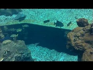 Typhoon Lagoon Shark Reef at ** Walt Disney World **