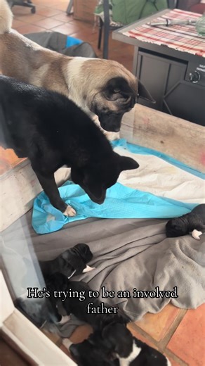 Involved Father Dog and Playful Puppies