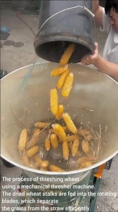 process of threshing wheat using a mechanical thresher machine.
