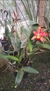 19 reactions | Touceira de Exotic Star 170.00 Vendas no whatsapp 27 99519-7287 ou no 27993091062 faça o seu pedido! | Orquídario e Meliponário Bella's Orquideas | Facebook