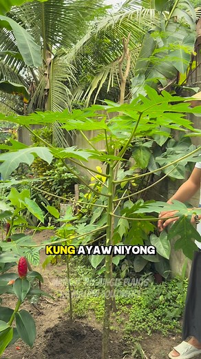 1.3M views · 6.4K reactions | papaya tips for garden inspiration #papaya #gardentips #backyardgarden #gardeninspiration #vegetables #vegetablegarden #papaya | Mark of the Jungle Plants | Facebook