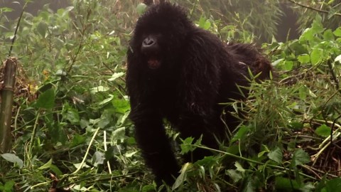 Watch what would happen in a fight between a full grown grizzly bear and a silverback gorilla?