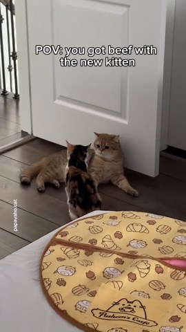 Exploring Creative Cat Moments in Fun Videos