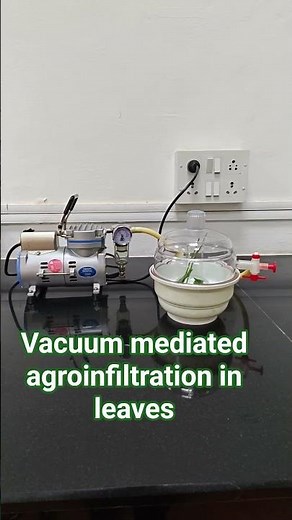 Creating vacuum for infiltration of agrobacterium in leaf #Agroinfiltration