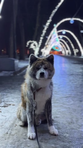 Akita kennel 🩶 YAMA NO OMO on Instagram: "🐯𝑺𝑯𝑬𝑹𝑴𝑨𝑵 𝑮𝑶🐯 My biggest love 🩶 #akita #akitainu #brindleakita #akitasofinstagram #dogs"