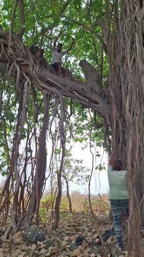 सस्पेन्स.... जंगल..