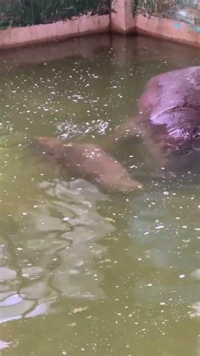 Although Liuliumei is a coward, she is very naughty and has a lot of fun with her mother. Dragon