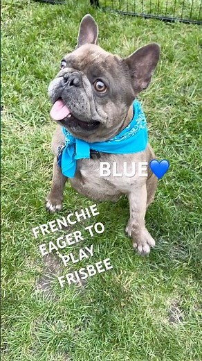 BRINDLE FRENCHIE EAGER TO PLAY FRISBEE #brindle #frenchbulldog #frenchie