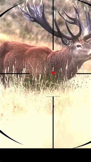 Deer Shooting 🦌