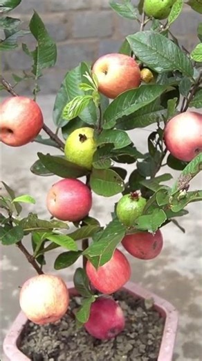 AMAZING 2 in 1 Guava and Apple Tree Grafting Technique!