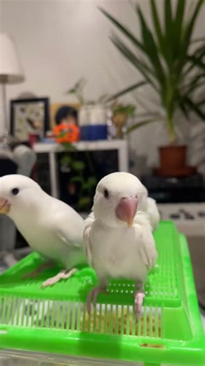 #birds فروخ كروان مالها حل 🤣😂❤️