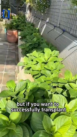 Guide in transplanting potted plants into the ground | Ramos Mark