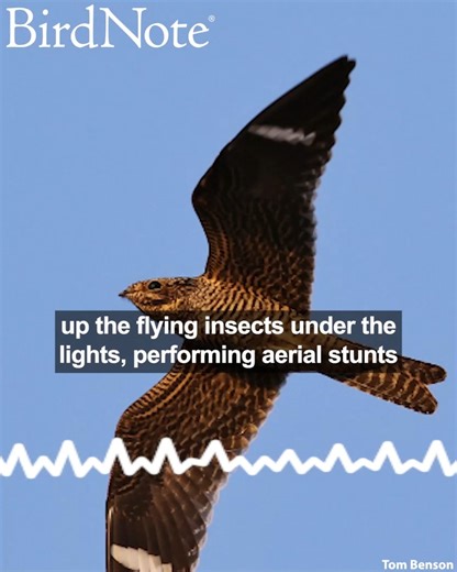 An evening baseball game isn’t the only thing illuminated by the bright stadium lights. High in the air, countless flying insects are drawn to them. And those insects are a perfect snack for the game’s avian attendees! Common Nighthawks swoop with their wide mouths open to hoover up the flying insects under the lights, performing aerial stunts over the athletes on the ground. Common Nighthawk © Tom Benson | BirdNote