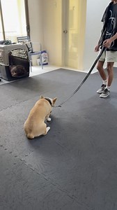 1.9K views · 15 reactions | New Student Just Arrived | Gunther | Obedience & Behavior Modification (dog aggression) | Dog Trainer Cebu | Facebook