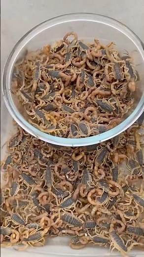 Scorpions farming in China 😳