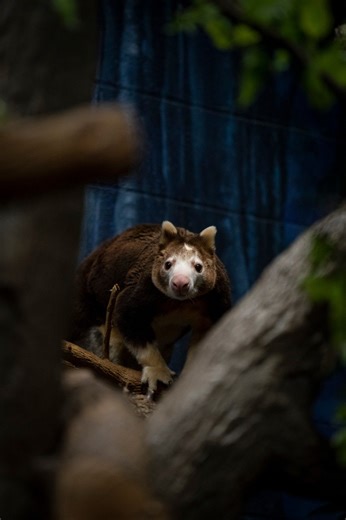 40K views · 729 reactions | Fact: Tree kangaroos at the Columbus Zoo...