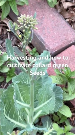 I replanted stems from store bought collard greens-harvesting collard green seeds from it