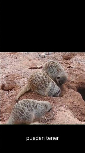 Suricatas: los vigilantes del desierto 🐾🔥