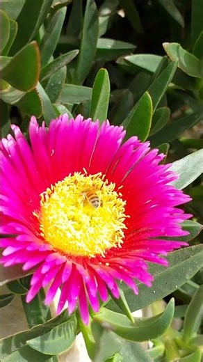 Flowers.