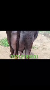 5.4K views · 205 reactions | 03212188601 WhatsApp 12=2=2025 for sale top class buffalo location Faisalabad thandla wala Demand 5,85000 | Eitfaaq T V | Facebook