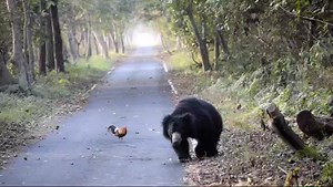 Sloth Bear🐾🐨🐻 | Voice of Ranthambore