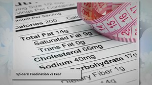 Can You Eat Spiders? The Surprising Truth