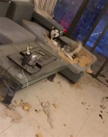 Act like nothing happened | Husky Overload