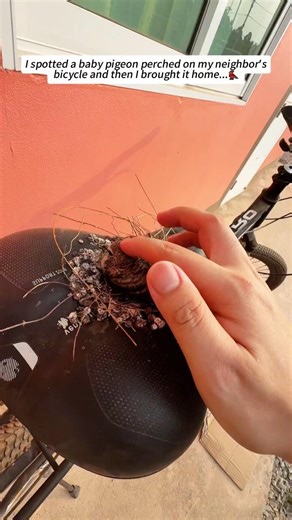 I found a pigeon perched on my neighbor’s bike and then…#pigeon #save #animalrescue #fyp