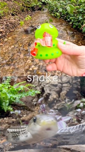 Kids Learn | Animal Names at the Stream: Pig Snake Moose Tortoise Platypus