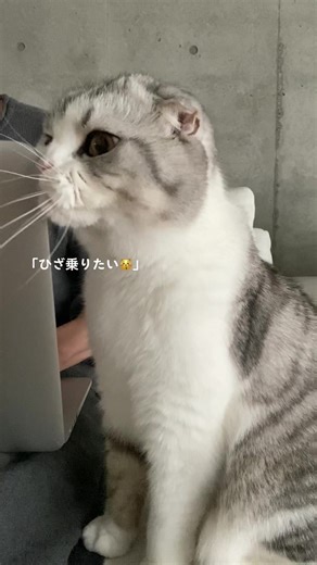 猫と一緒に楽しむ日常