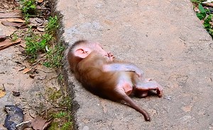 My heart broken see poor baby Leo can't wake up follow Mom | Monkey Mister