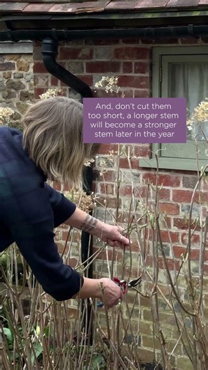 How to prune your hydrangea for the biggest blooms
