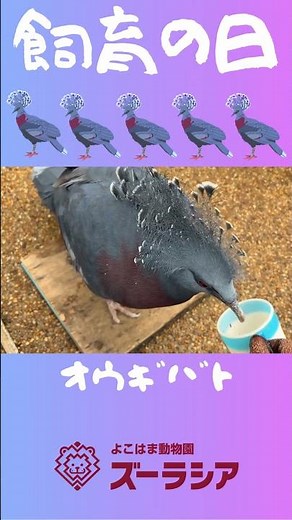 【飼育の日⑤】オウギバトの体重測定【ズーラシア公式】#shorts