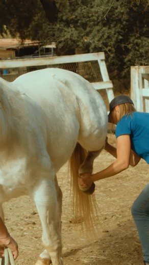 This guy started as a rescue we could barely touch. Physical pain was part of it — but so was a shut-down nervous system. He’s back online. And so is that stifle 😜 | Giddy Up Chiropractic